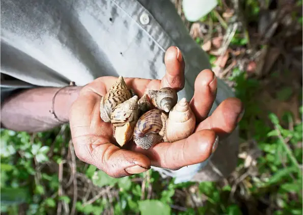  ??  ?? Snails are now used for food but are also traded for cassava flour. When they are sold, it is at the low price of 150 Congolese Francs (38 sen) a bowl.