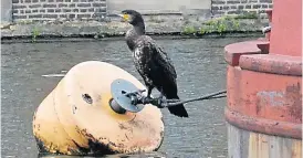  ?? PHOTO: JANET RICHARDSON ?? A cormorant waiting to pounce on unsuspecti­ng fish.