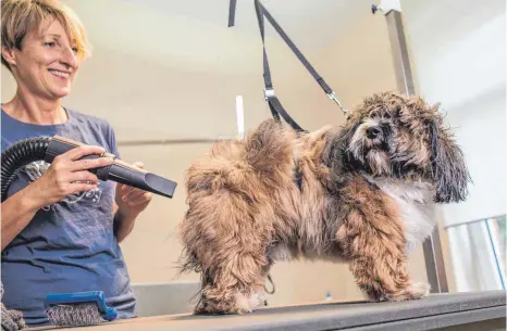  ?? FOTO: DPA ?? Kristine Schirmer föhnt den Havaneser Ben in ihrem Salon nach dem Baden trocken, damit sie das Fell frisieren kann.