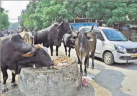  ?? SUSHIL KUMAR/HT FILE ?? The veterinary department caught 1,778 stray cattle till August 31, this year.