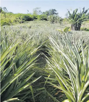  ?? (Photos: Rosalie Wood) ?? Pineapple trees growing on a Westmorela­nd farm.