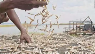  ?? ?? Kapenta fish being dried on the shores of the Zambezi River