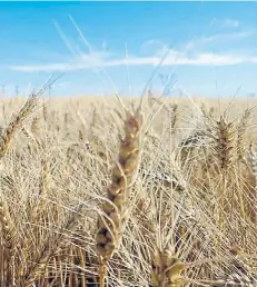  ??  ?? Tridente. El trigo ya culminó la campaña con 19 millones de toneladas, el maíz promete 46, y la soja, si no hay grandes catástrofe­s climáticas, llegaría a 55 millones de toneladas.