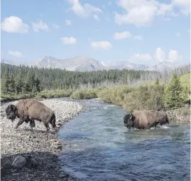  ??  ?? Plains bison cross the Panther River in Banff National Park.