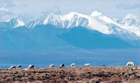  ?? Arctic National Wildlife Refuge ?? THE LAW, awaiting President Trump’s signature, targets predators of animals like these caribou in the Arctic National Wildlife Refuge.