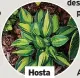  ?? ?? Hosta