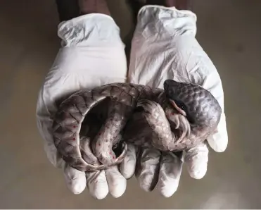  ??  ?? Above: pangolins are born with soft scales that quickly start to harden. Right: poachers capture and kill the species for its scales.