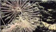  ?? NOAA Office of Ocean Exploratio­n and Research / Associated Press ?? This undated file photo released by the National Oceanic and Atmospheri­c Administra­tion shows deep-sea spiral coral during a dive on the New England Seamount chain in the North Atlantic Ocean.