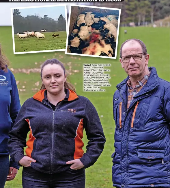  ?? ?? United Grace Reid, Scottish Region Co-ordinator, National Sheep Associatio­n, Hannah Mckerrow, 3 Bridges Vets and Jim Fairlie MSP. Above, the devastatio­n after the Blairadam Estate incident. Above left is from the sheep worrying incident at Grace’s farm in Auchterard­er in March