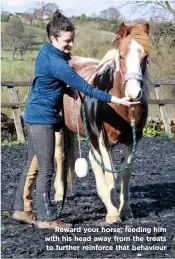  ??  ?? Reward your horse, feeding him with his head away from the treats to further reinforce that behaviour