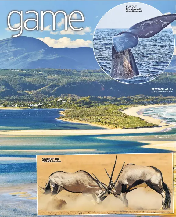 ??  ?? CLASH OF THE TITANS Gemsbok
FLIP OUT
See whales all along the coast
SPECTACULA­R The scenic Garden Route