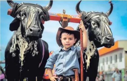  ?? ALONSO TENORIO. ?? El pequeño boyero, Santiago Monge, mantiene viva la tradición de su familia cartagines­a.