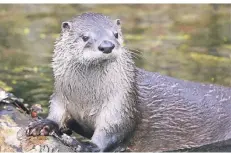  ?? FOTO: DAVIS ?? Canny the Granny lebt seit ihrem zweiten Lebensjahr im Tierpark Gangelt. Zurzeit vermisst sie die Besucher.