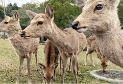  ??  ?? IN DANGER: Some of the Nara deer in Japan are likely to be culled.