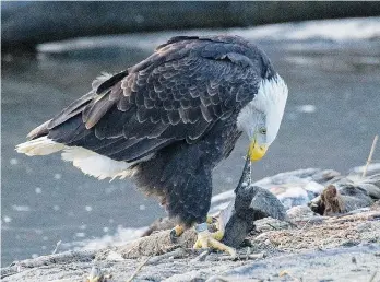  ?? ARLEN REDEKOP/PNG FILES ?? Eagles rely on an adequate salmon run for survival. A substandar­d run could lead to starvation deaths.
