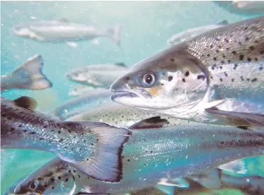  ?? MARINE HARVEST CANADA ?? Atlantic salmon being raised at a B.C. fish farm. Agricultur­e Minister Lana Popham has stirred controvers­y with her letter to a fish-farm company, and was questioned in the legislatur­e Monday about the work of one of her department’s fish pathologis­ts.
