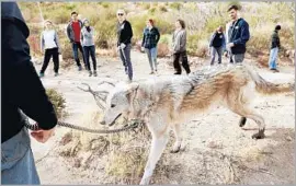  ?? Photograph­s by Christina House Los Angeles Times ?? CECILY POLA of Monrovia, left, and fellow visitors spend time with wolf dogs at Wolf Connection, which cares for the animals at a ranch in Angeles National Forest.