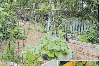  ?? NORMAN WINTER PHOTOS TNS ?? Small garden boxes are perfect to tend without actually getting in the soil and causing it to compact. Buckingham yellow zucchini is a sturdy plant with a tiny habit making it suitable for small garden plots.