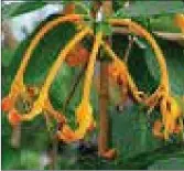  ??  ?? Lonicera hildebrand­iana - Giant Burmese honeysuckl­e