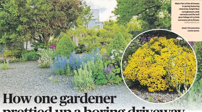  ?? KAREN MEKALICK ?? Main: Part of the driveway
in spring featuring cinerarias, bright blue
cynoglossu­m, pink nemesia and the soft grey foliage of Lychnis coronaria yet to flower.
Inset: Chrysocoma
coma-aurea.