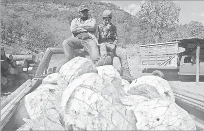  ??  ?? ▲ Trabajador­es de la destilería (también conocida como vinata) ubicada en el poblado de Puerto El Bálsamo, municipio de Coyuca de Catalán, Guerrero, quienes han visto afectada su producción de mezcal por la incursión y ataques de grupos criminales. Foto Sergio Ocampo