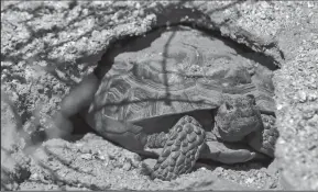  ?? LOS ANGELES TIMES PHOTOGRAPH­S BY IRFAN KHAN ?? A desert tortoise has radio transmitte­rs installed on his back.