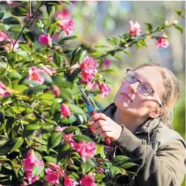  ??  ?? Claire Rady admiring the pink camellias in RHS Wisley yesterday