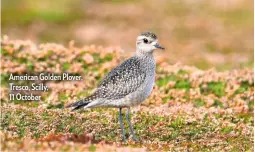  ??  ?? American Golden Plover, Tresco, Scilly,
11 October