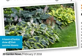  ??  ?? A haven of hostas show off their summer blooms Words Fiona Cumberpatc­h Photos Neil Hepworth