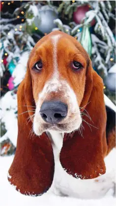  ?? SUPPLIED PHOTO ?? Dean the Basset Hound.