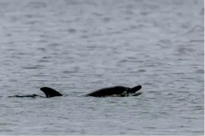  ?? INTERNATIO­NAL FUND FOR ANIMAL WELFARE ?? The dolphin was released after a rehabilita­tive stay at a rescue center on Cape Cod.