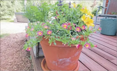  ?? SUBMITTED PHOTO ?? Million bells, like these, look like petunias with smaller flowers but they actually produce more colour.