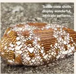  ??  ?? Textile cone shells display wonderful, intricate patterns.