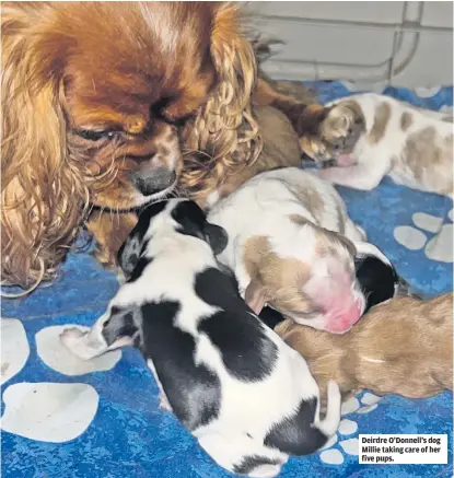  ?? ?? Deirdre O’Donnell’s dog Millie taking care of her five pups.