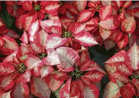  ?? Elizabeth Conley / Staff photograph­er ?? The colorful parts of a poinsettia are actually its leaves, known as bracts. The traditiona­l Christmas plants lend drama and beauty at this time of year.