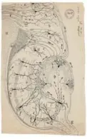  ??  ?? The structure and connection­s of the hippocampu­s (1899).