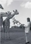  ??  ?? Feeding the giraffes in 1972.