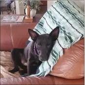  ??  ?? Ebony lounges at her foster home. Just over a year old, Ebony is a Labrador retriever mix, who likes to play with her toys.