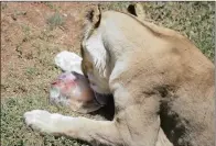  ??  ?? SO COOL: Frozen carnivorou­s snacks with chicken and beef are served to lions while the bears get their ice lollies with apples, pears, meat chunks and biscuits. They love it and come eagerly to their minders for their treats.