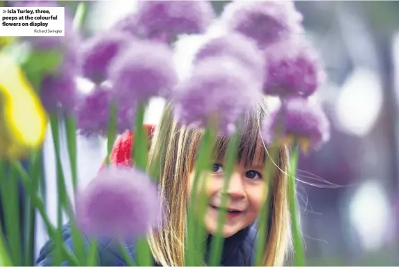  ?? Richard Swingler ?? > Isla Turley, three, peeps at the colourful flowers on display