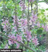  ??  ?? Indigofera amblyantha