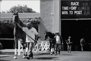  ?? ASSOCIATED PRESS ?? IN THIS FRIDAY PHOTO, grooms wearing face masks lead horses to the track at Santa Anita Park in Arcadia, Calif. Horse racing returned to the track after being idled for one and a half months because of public health officials’ concerns about the coronaviru­s pandemic.