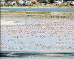  ?? PHOTO: TUMO MOKONE ?? TRANQUILLI­TY: Flamingos on Allanridge lake overlookin­g Nyakallong township feed in peace