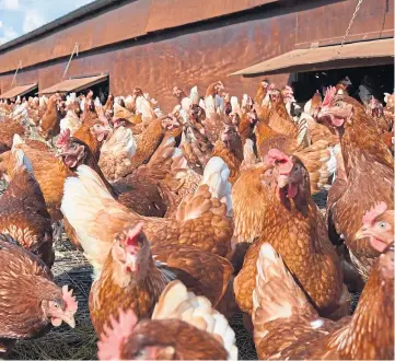  ?? ?? INFECTION: Transmissi­on of bird flu to humans is “very rare”, the UKHSA said.