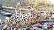  ?? HT PHOTO ?? The maneater leopard after being shot on Monday.