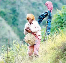  ??  ?? RICE ISSUES – A farmer (Left photo) harvests organic rice from a mountain farm in Tinglayan, Kalinga yesterday. Right photo shows a rice retailer’s shop in San Fernando City, La Union without the cheaper National Food Authority (NFA) rice, amid reports...