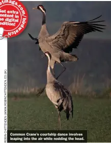  ??  ?? Common Crane’s courtship dance involves leaping into the air while nodding the head.