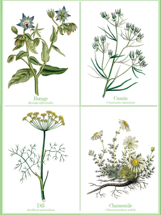  ??  ?? Borage Borago officinali­s Dill Anethum graveolens Cumin Cuminum cyminum Chamomile Chamaemelu­m nobile