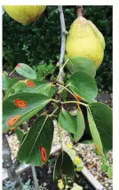  ??  ?? Pear rust produces bright orange spots on pear tree leaves