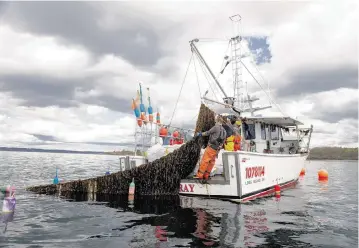  ?? NICOLE WOLF ?? Justin Papkee, a partner farmer with Atlantic Sea Farms, hauls up kelp lines last year with the help of his crew off Long Island, Maine.